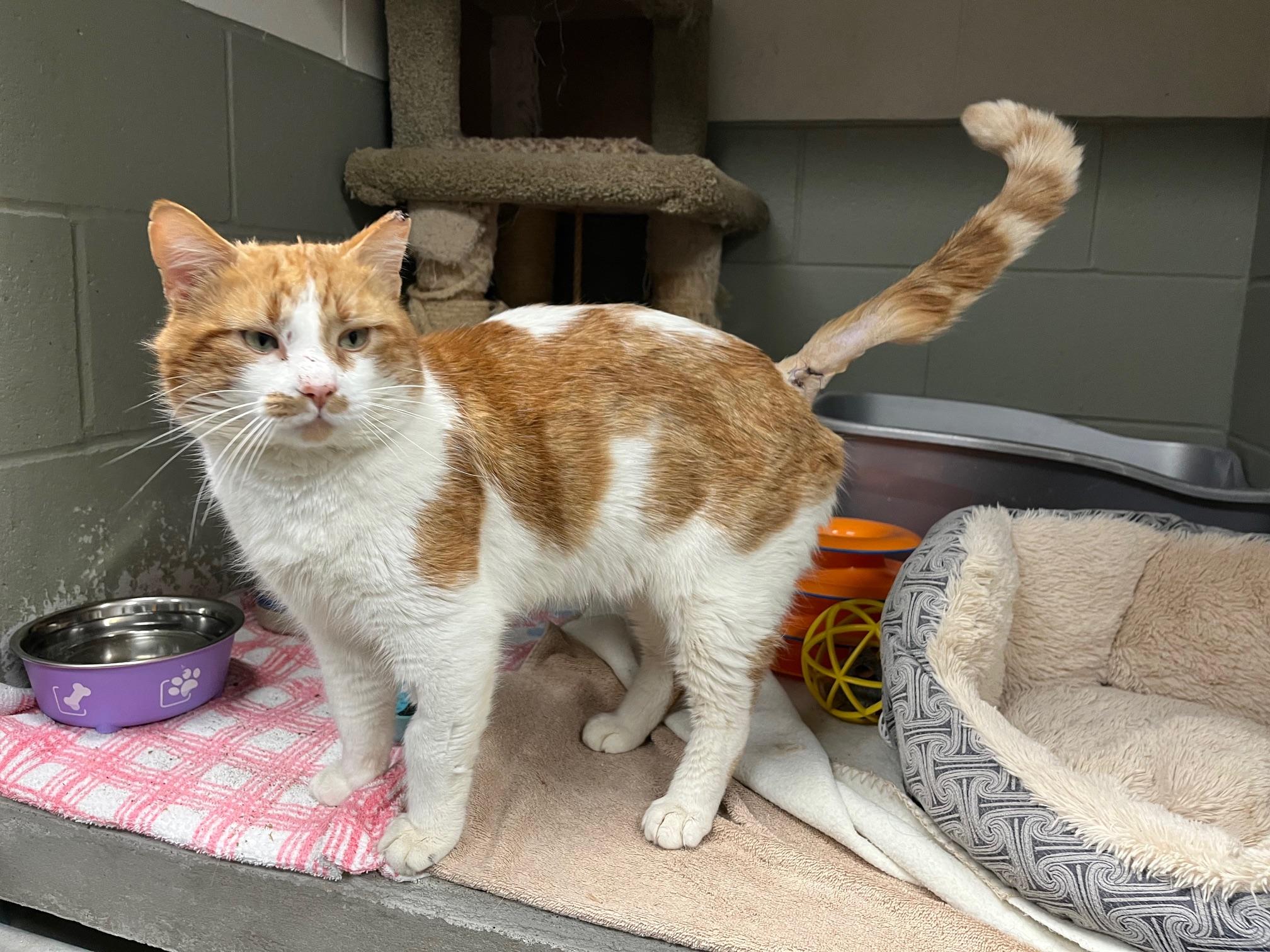 Enlarge Cheeto, a ADOPTABLE Domestic Medium Hair in St Thomas, ON image 2/5