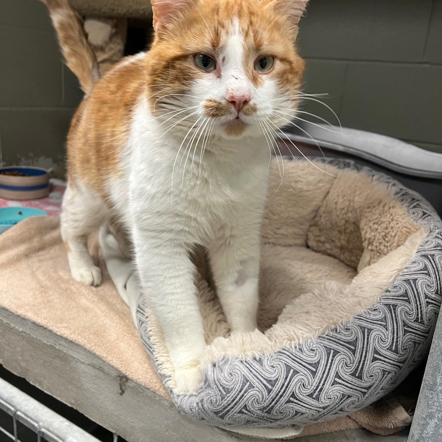 Enlarge Cheeto, a ADOPTABLE Domestic Medium Hair in St Thomas, ON image 3/5