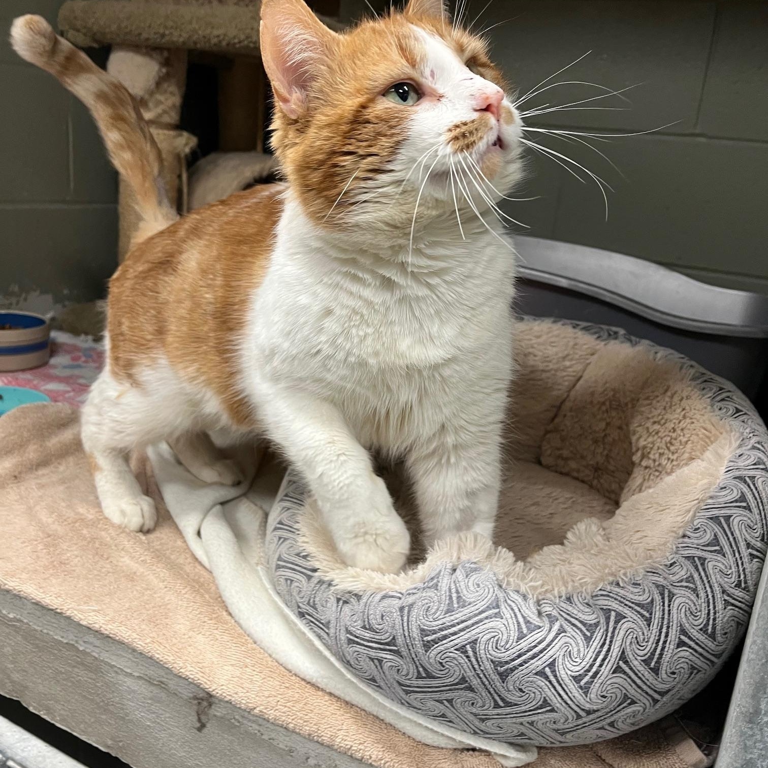 Enlarge Cheeto, a ADOPTABLE Domestic Medium Hair in St Thomas, ON image 4/5