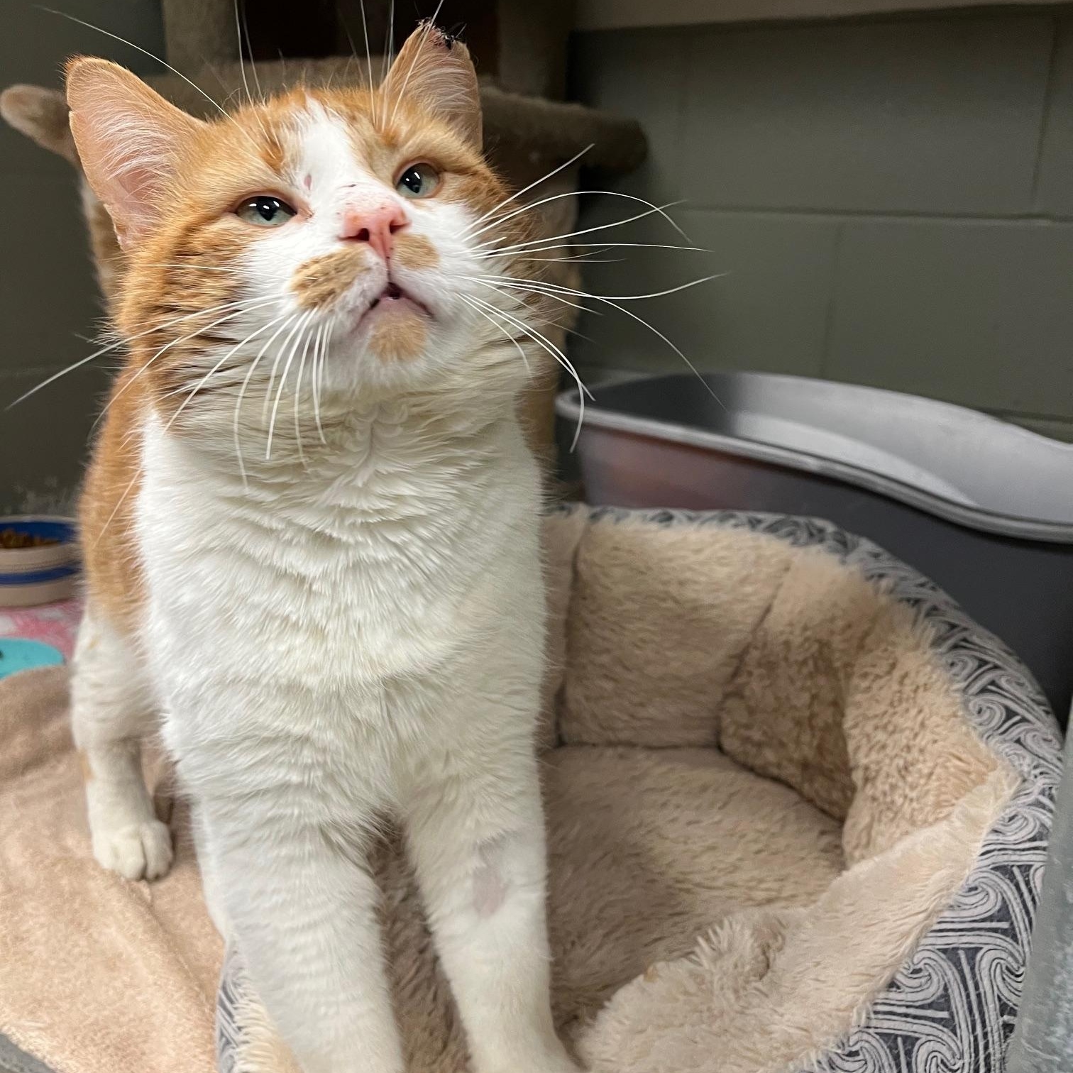 Enlarge Cheeto, a ADOPTABLE Domestic Medium Hair in St Thomas, ON image 5/5