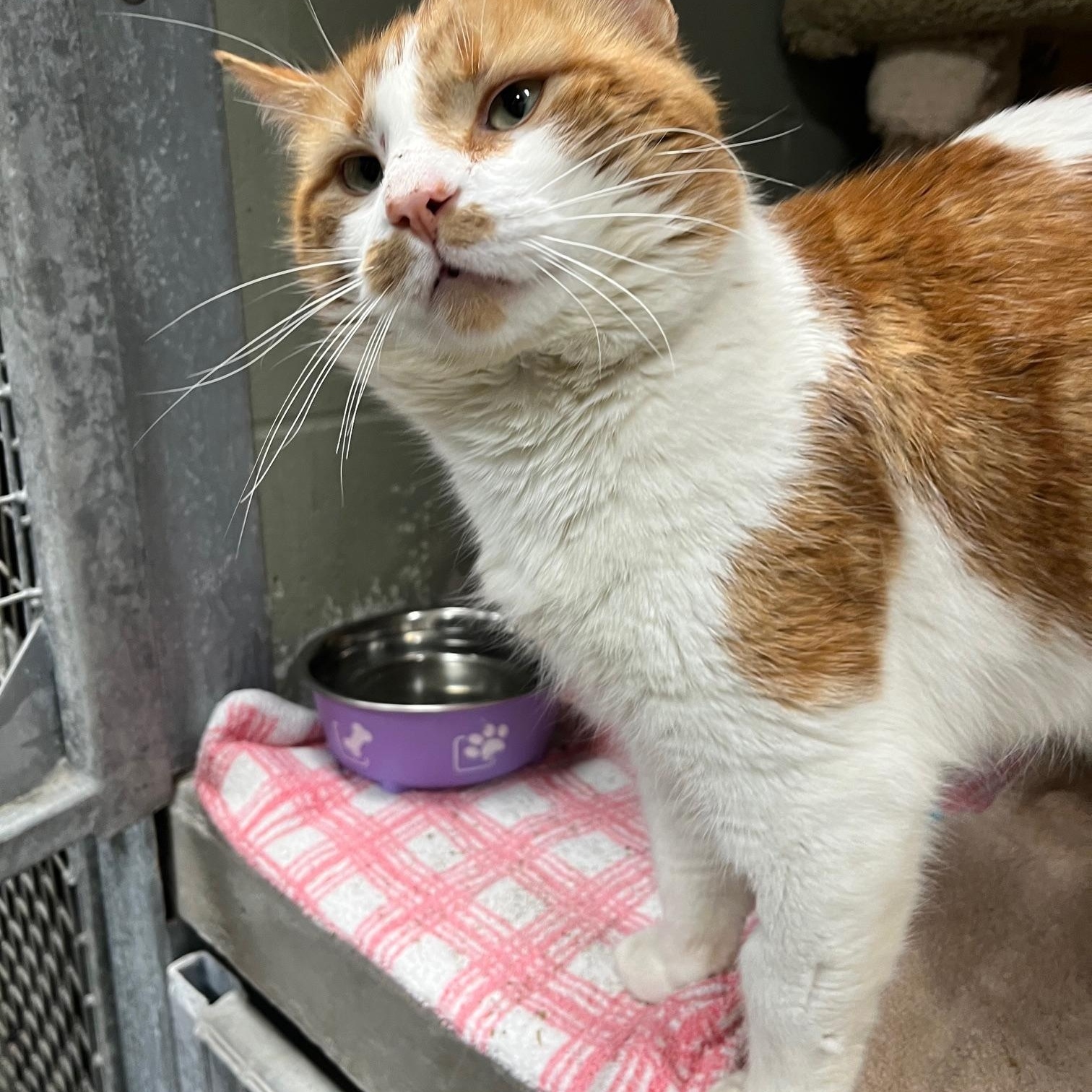 Cheeto, ADOPTABLE, Adult Male Domestic Medium Hair.