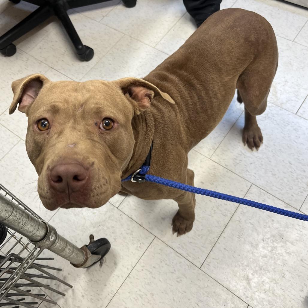 Enlarge Primm, a Adoptable Mixed Breed in Columbiana, AL image 1/1