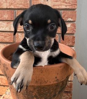 RAMBO, ADOPTABLE, Puppy Male Chihuahua.