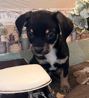 Enlarge RAMBO, a ADOPTABLE mixed breed in fort worth, TX image 5/5