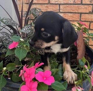 Enlarge RAMBO, a ADOPTABLE mixed breed in fort worth, TX image 2/5