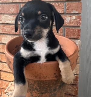 Enlarge RAMBO, a ADOPTABLE mixed breed in fort worth, TX image 4/5