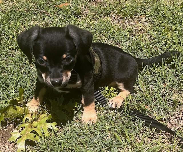 Enlarge RAMBO, a ADOPTABLE mixed breed in fort worth, TX image 3/5