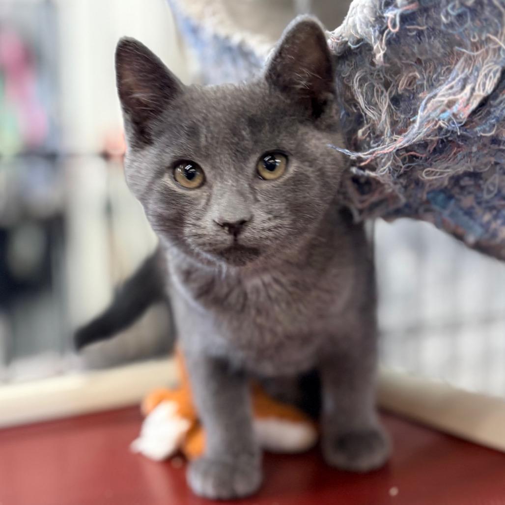 Ringo, adopted, Young Male Domestic Short Hair.