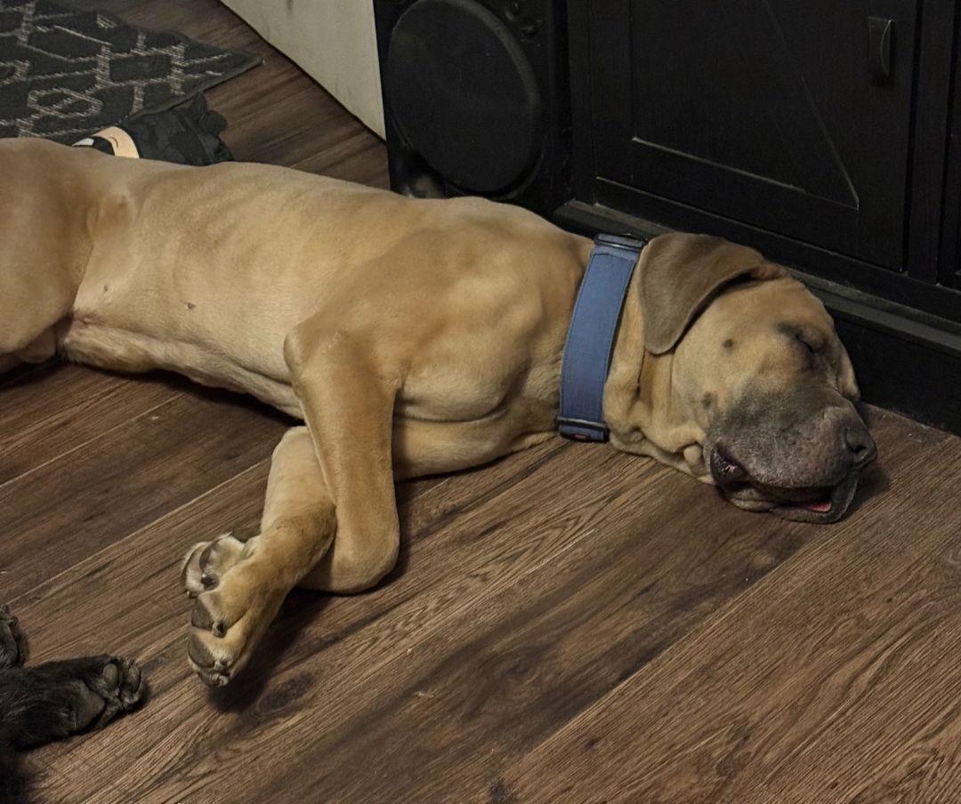 Rhino, Adoptable, Young Male Mastiff.
