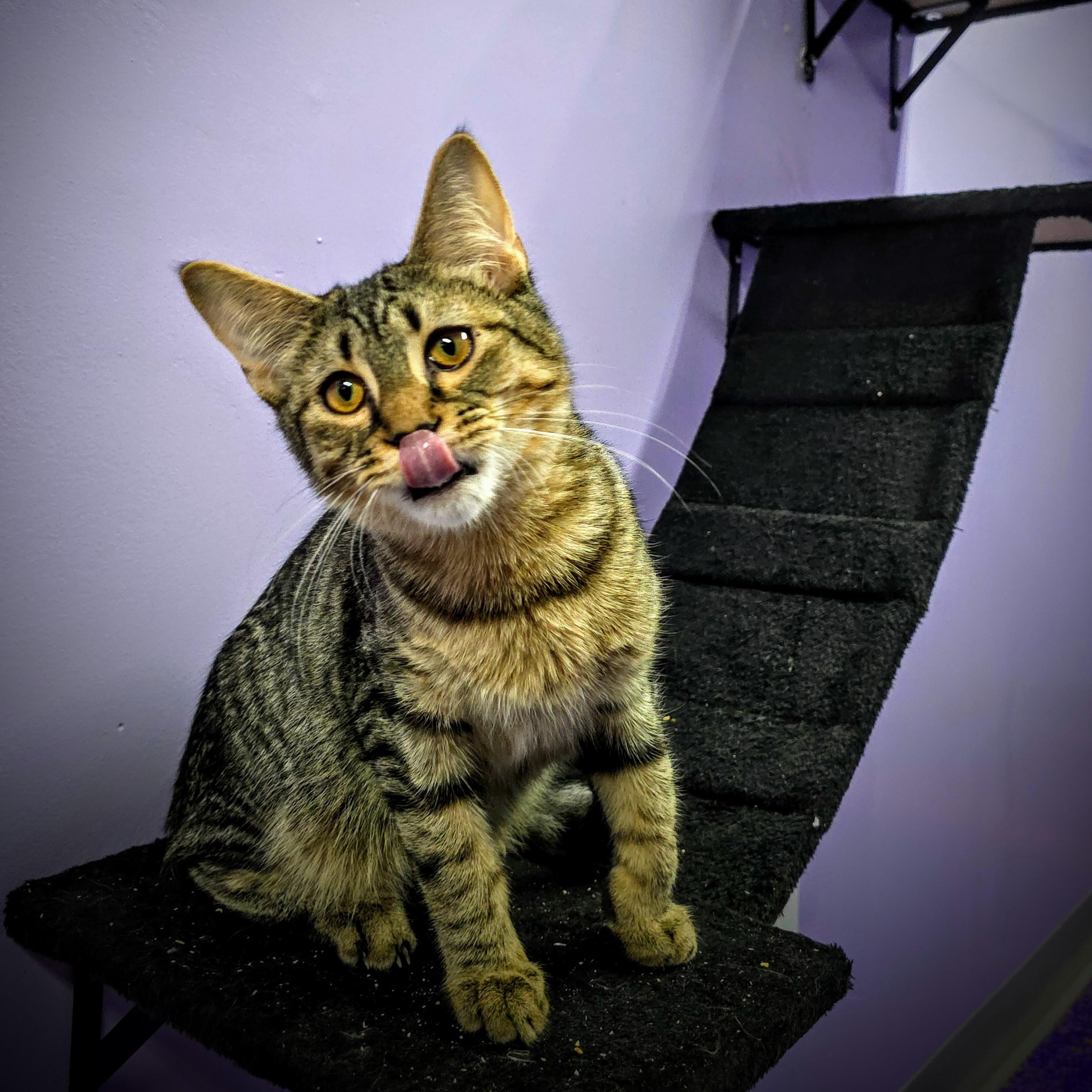 Enlarge Bart, a Adoptable Tabby in Greensburg, PA image 1/1