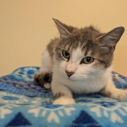 Enlarge Hawaii, a Adoptable Domestic Short Hair in Rochester, MN image 1/2