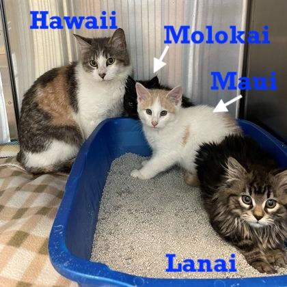 Enlarge Hawaii, a Adoptable Domestic Short Hair in Rochester, MN image 2/2