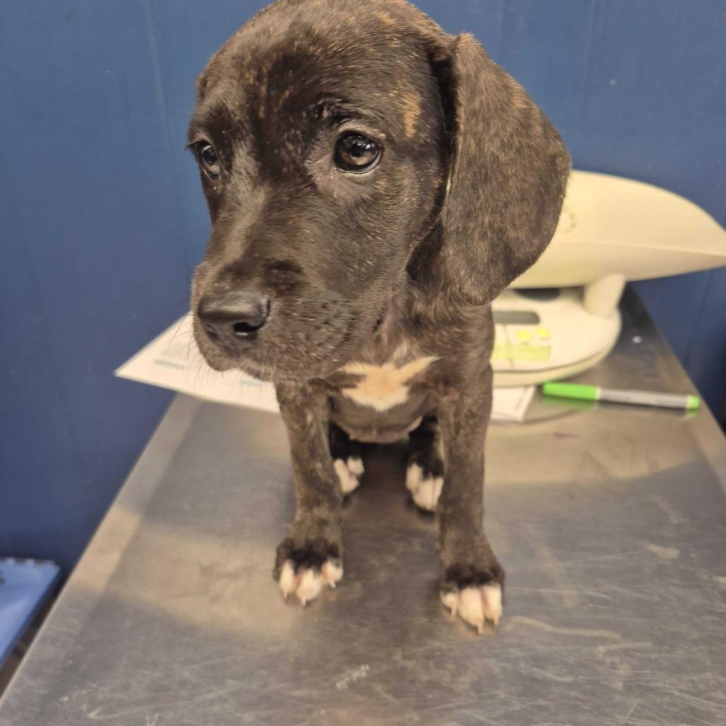 Enlarge Sally, a Adoptable Mixed Breed in Oak Hill, WV image 1/1