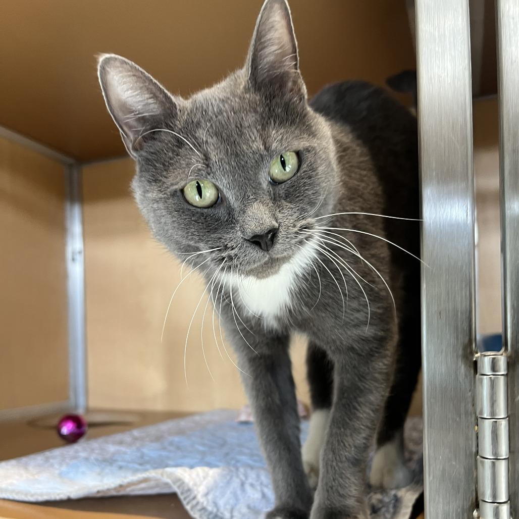 Enlarge Sprite, a Adoptable Domestic Short Hair in Chesapeake, VA image 1/1