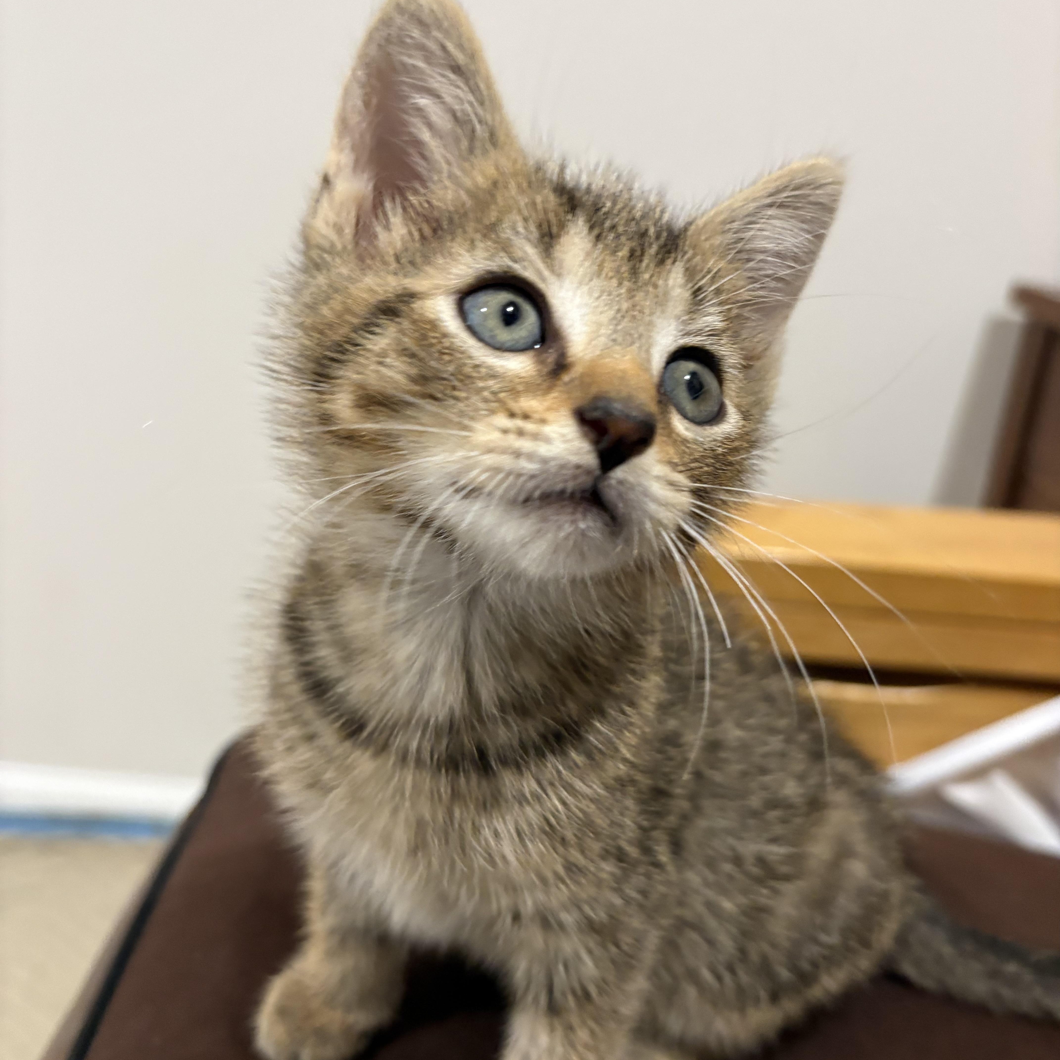 Quill & Ink, Adoptable, Kitten Male Domestic Short Hair.