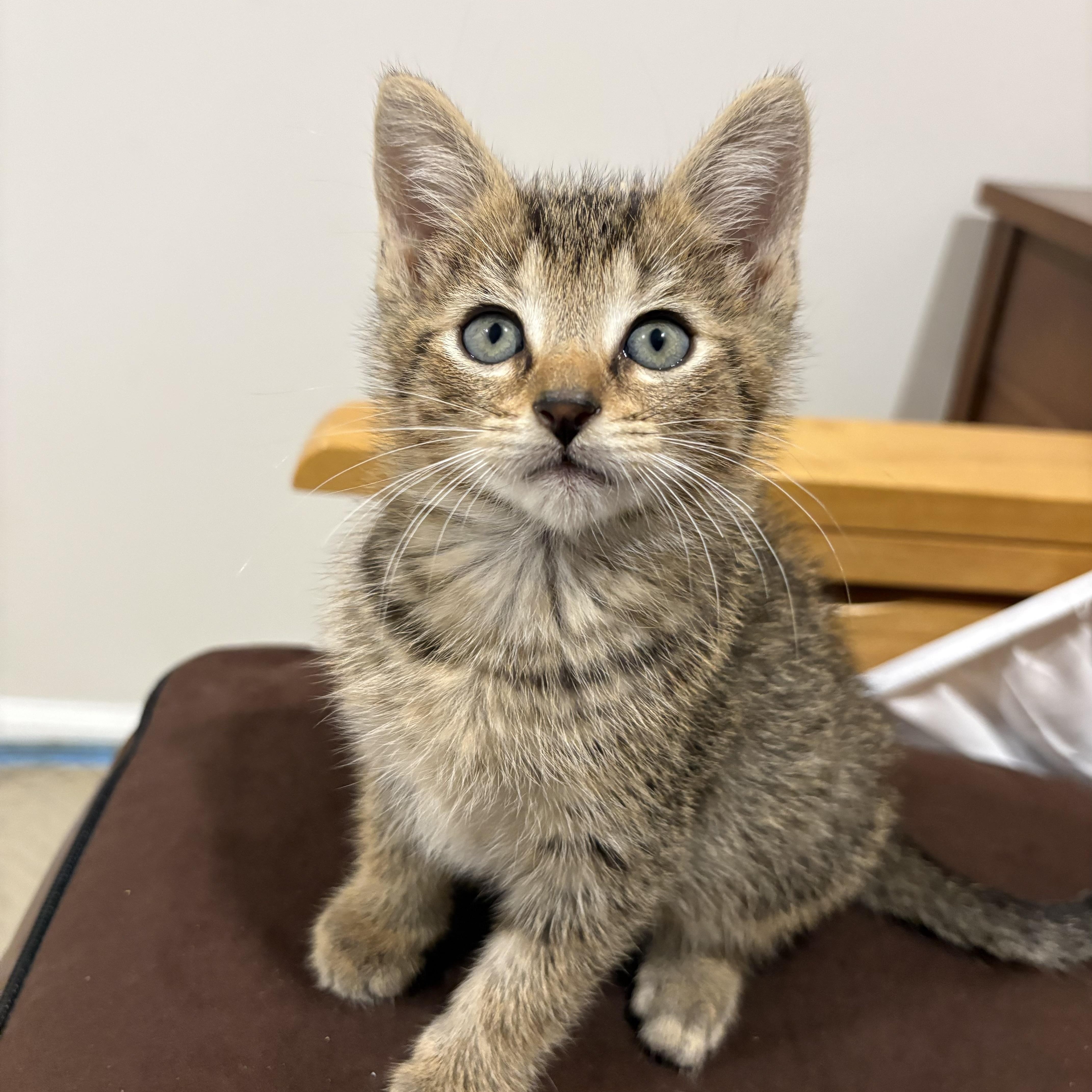 Enlarge Quill & Ink, a Adoptable Domestic Short Hair in Seaford, DE image 2/2