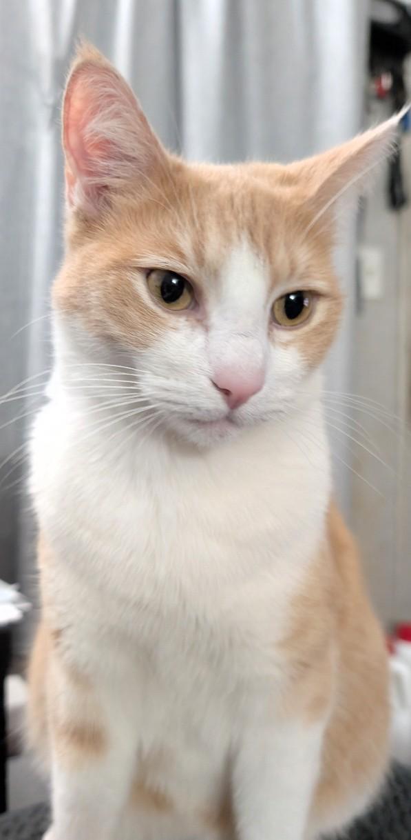 Chewie, Adopted, Adult Male Domestic Short Hair.