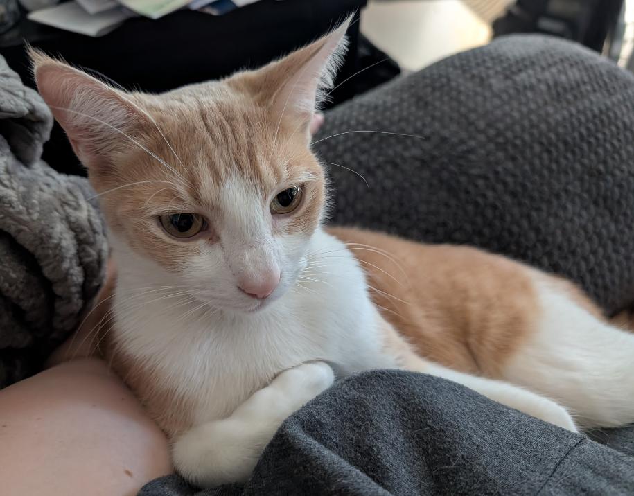 Chewie, a Adopted Domestic Short Hair in Los Angeles, CA image 2/2