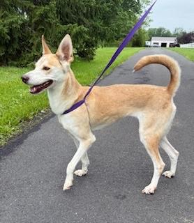 Enlarge Maisy, a ADOPTABLE mixed breed in Chalfont, PA image 1/1