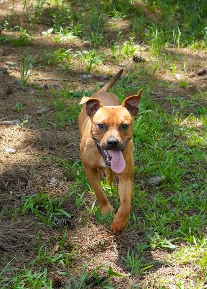 Enlarge Yippy 57918, a Adoptable Mixed Breed in Aiken, SC image 1/3