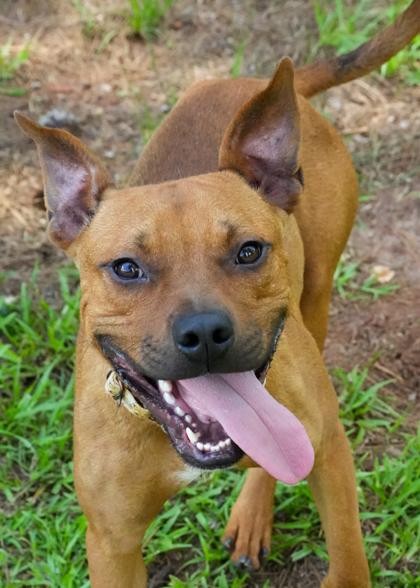 Yippy 57918, Adoptable, Adult Male Mixed Breed & Mixed Breed.