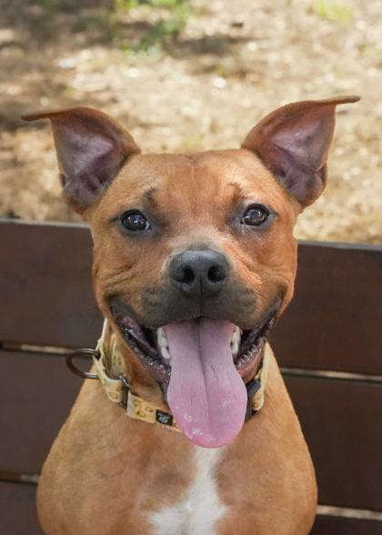 Enlarge Yippy 57918, a Adoptable Mixed Breed in Aiken, SC image 3/3