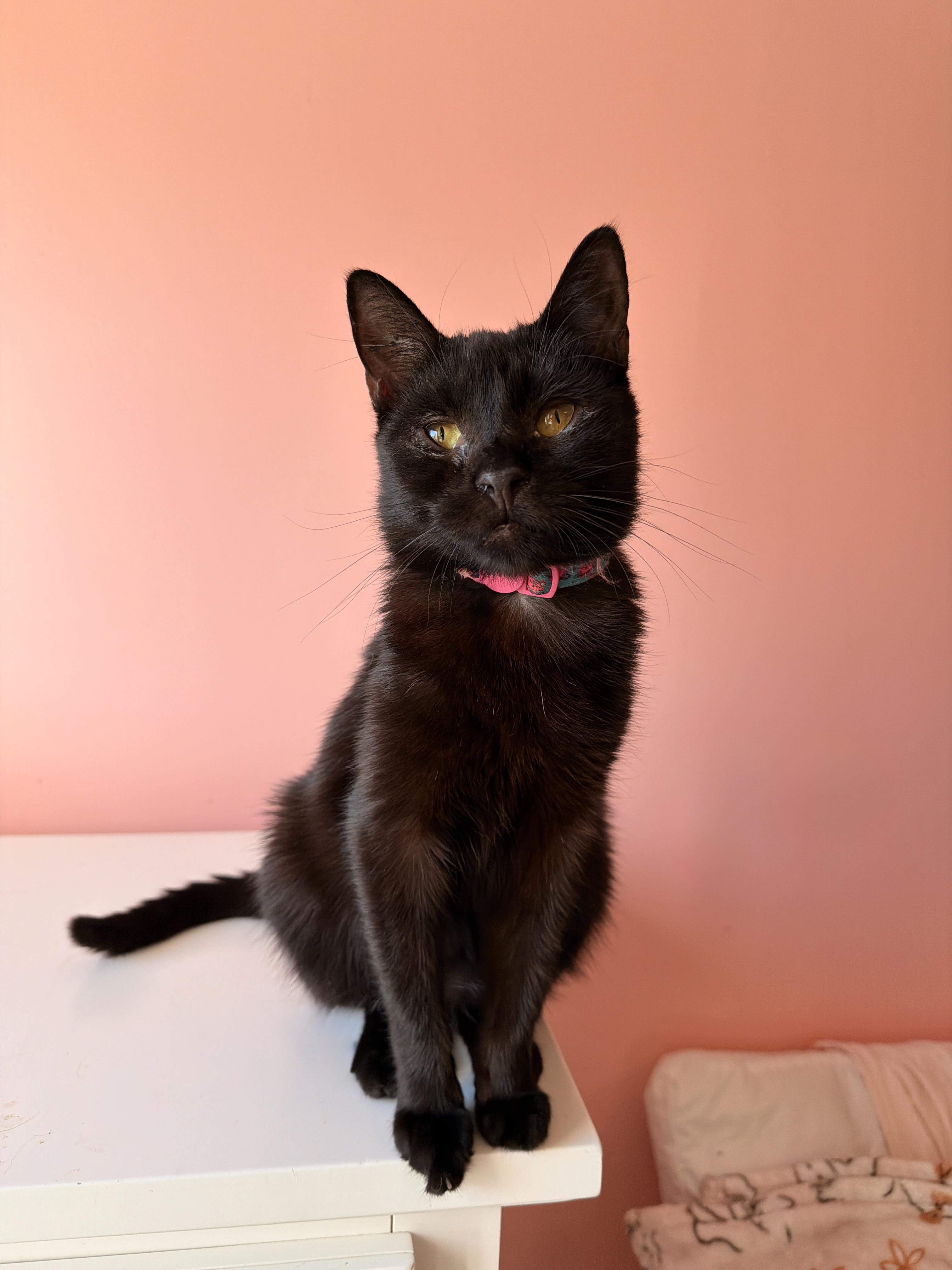 Enlarge MAUI, a Adoptable Domestic Short Hair in New York, NY image 1/6
