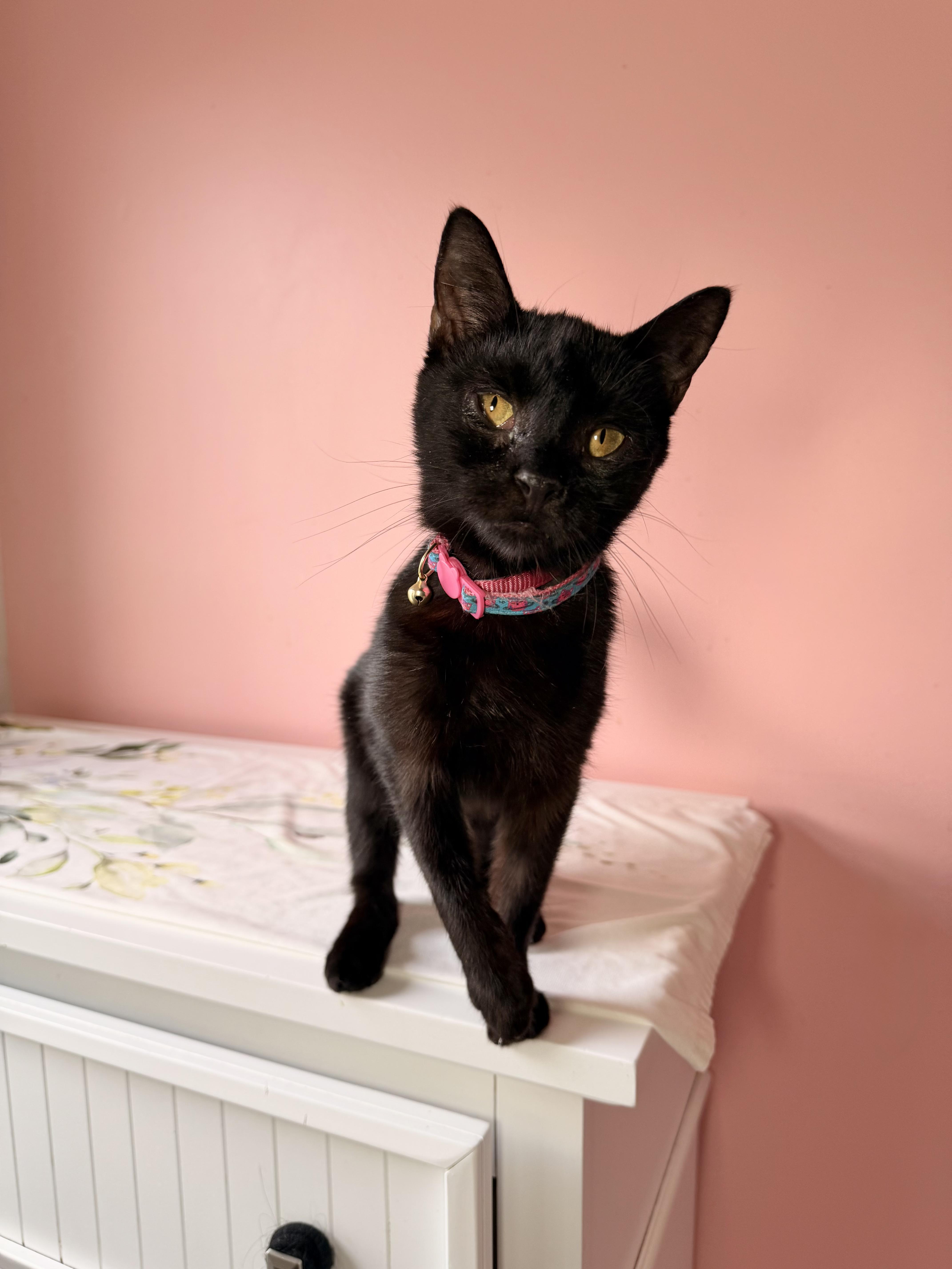 Enlarge MAUI, a Adoptable Domestic Short Hair in New York, NY image 3/6