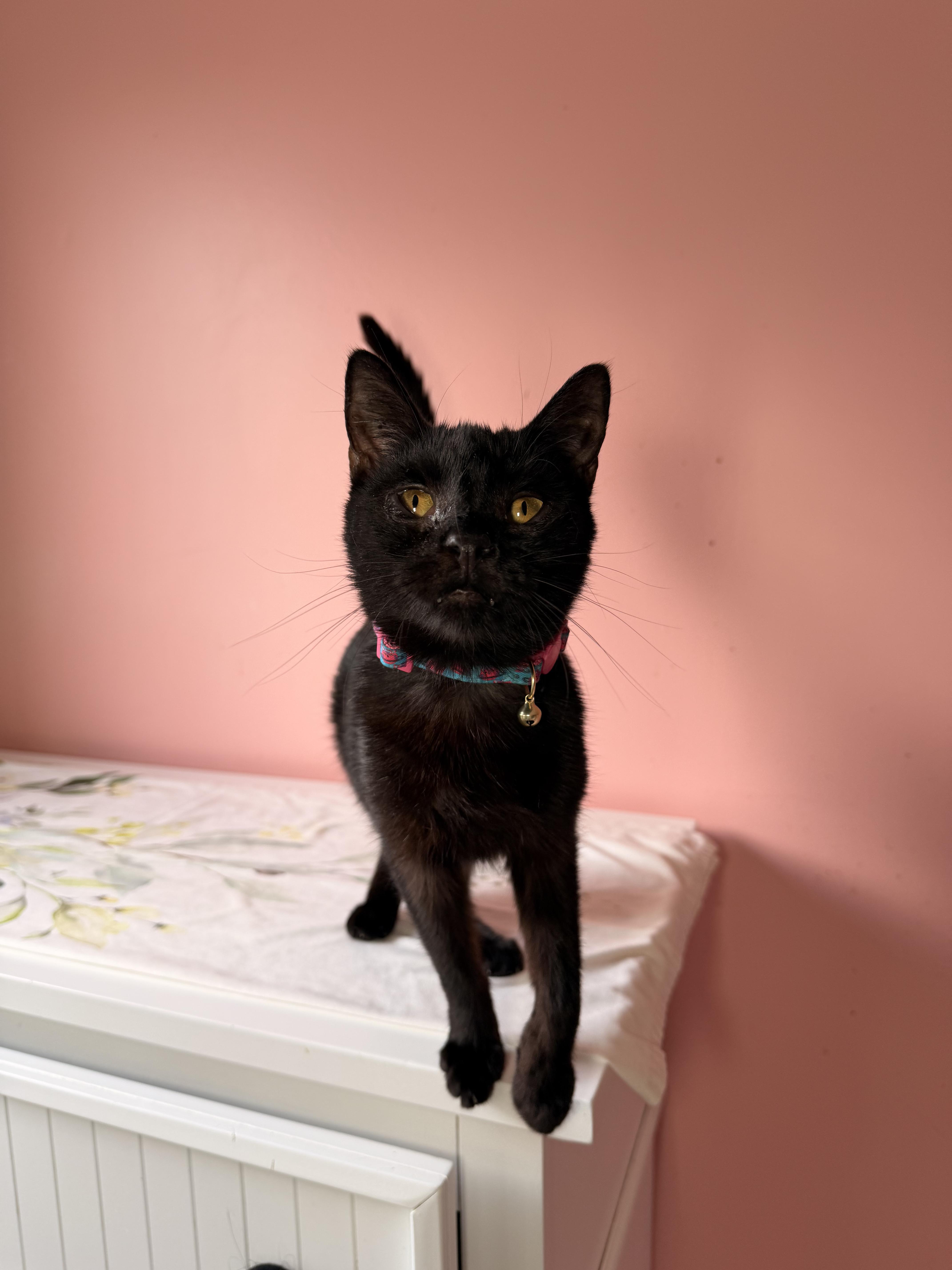 Enlarge MAUI, a Adoptable Domestic Short Hair in New York, NY image 4/6