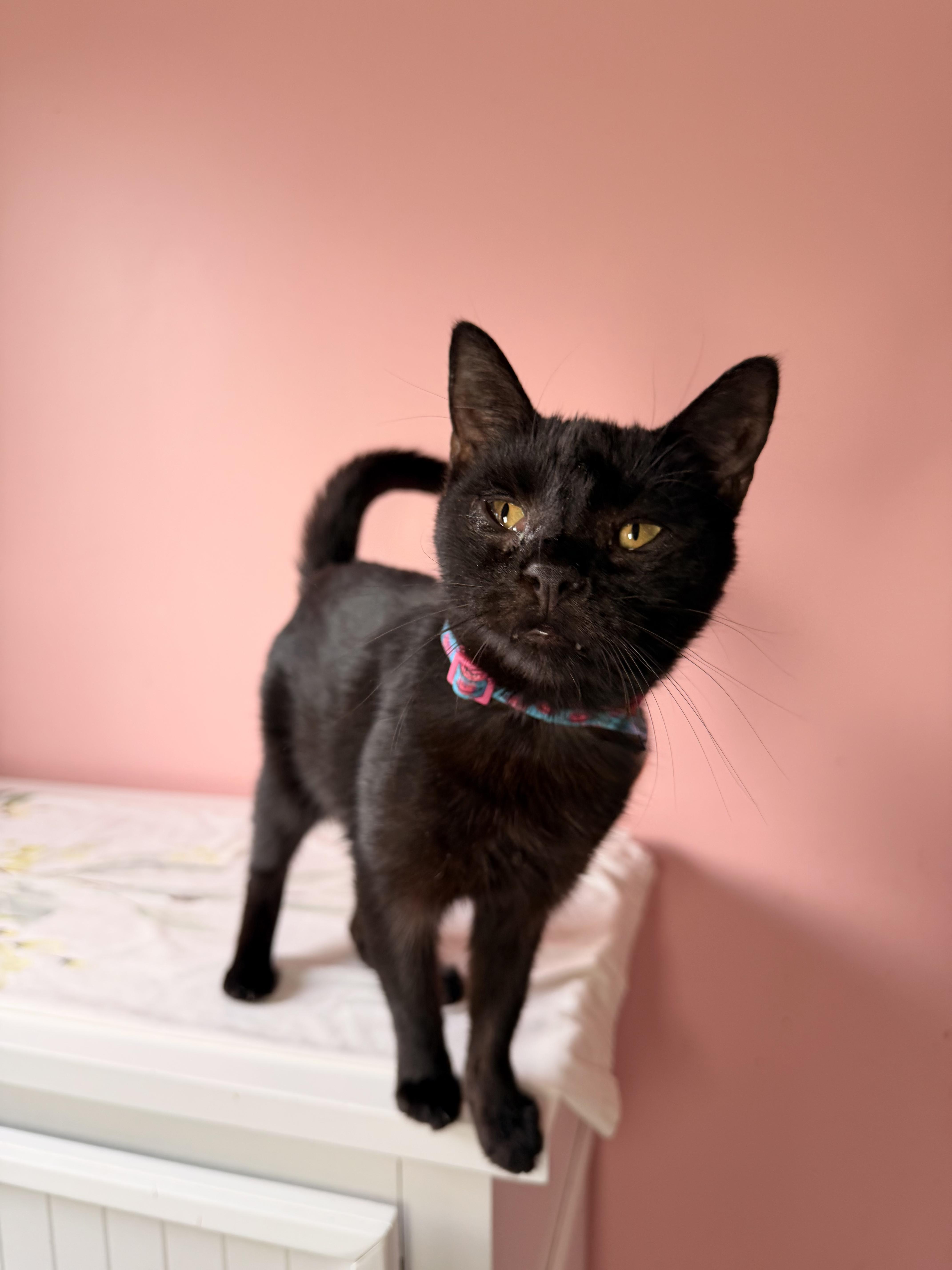 Enlarge MAUI, a Adoptable Domestic Short Hair in New York, NY image 2/6