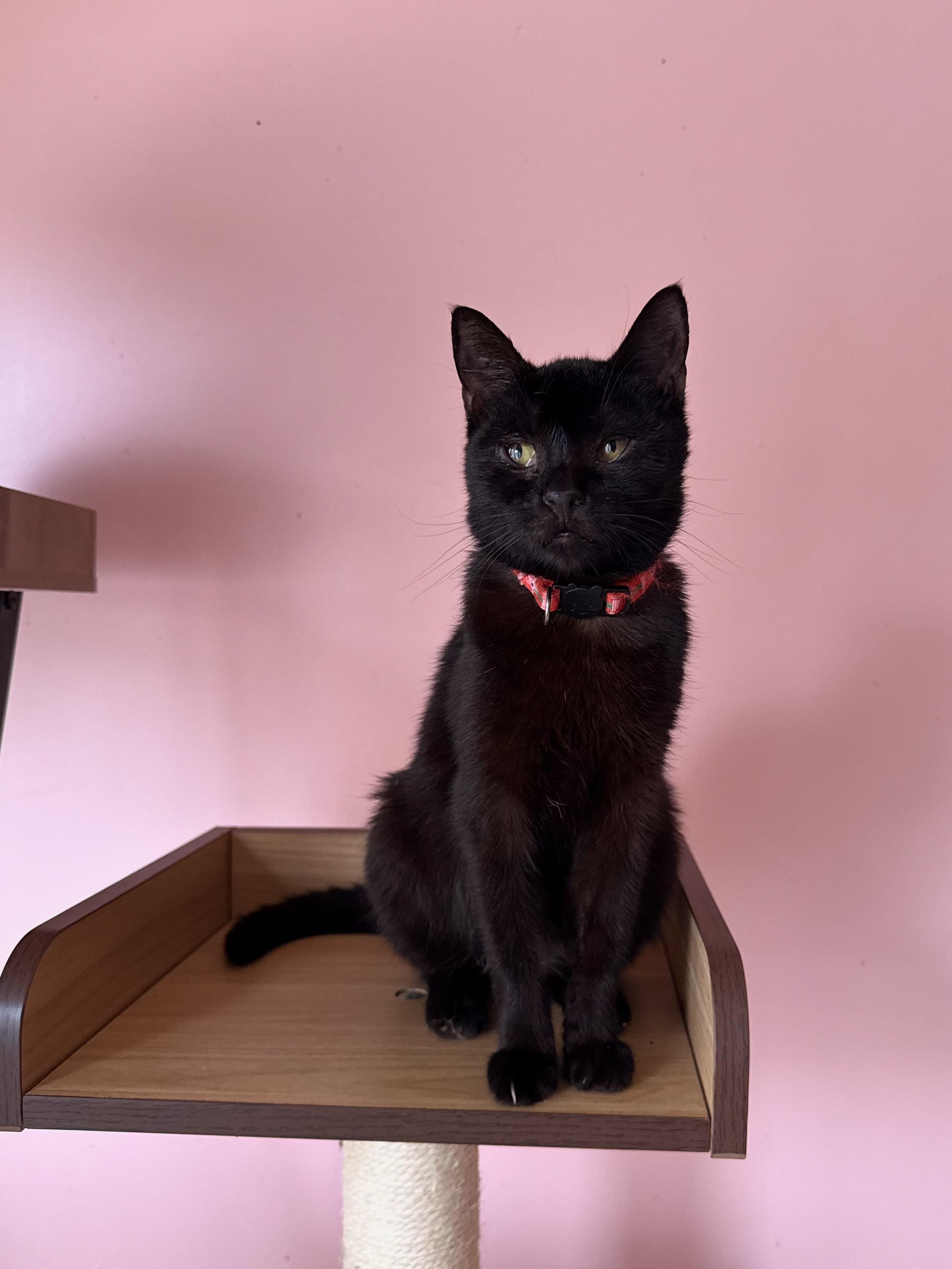 Enlarge MAUI, a Adoptable Domestic Short Hair in New York, NY image 5/6