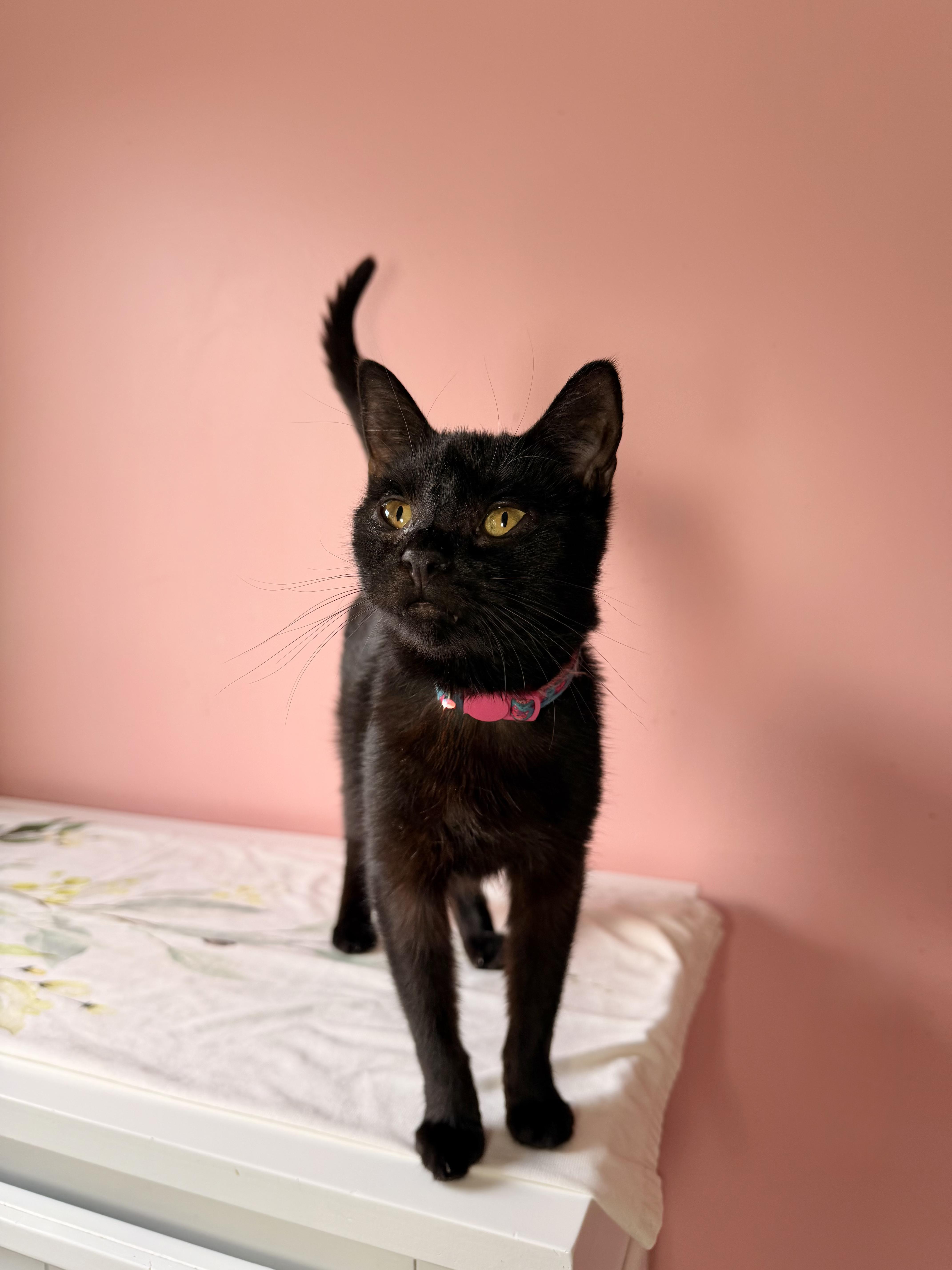 Enlarge MAUI, a Adoptable Domestic Short Hair in New York, NY image 6/6