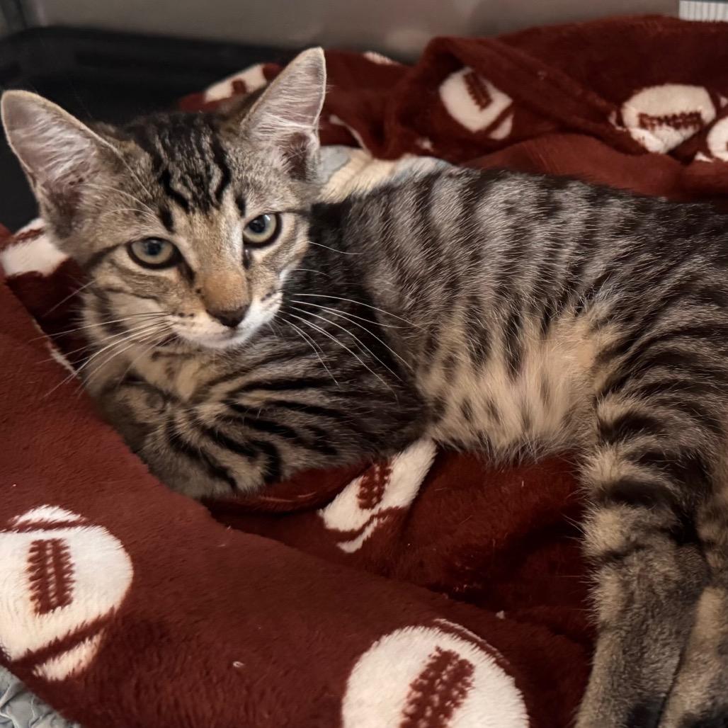 Gwen, Adoptable, Kitten Female Domestic Short Hair.