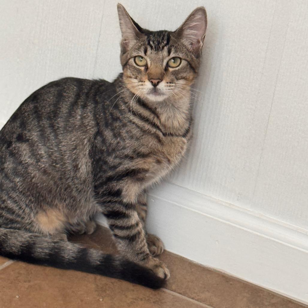 Enlarge Gwen, a Adopted Domestic Short Hair in TITUSVILLE, FL image 2/4