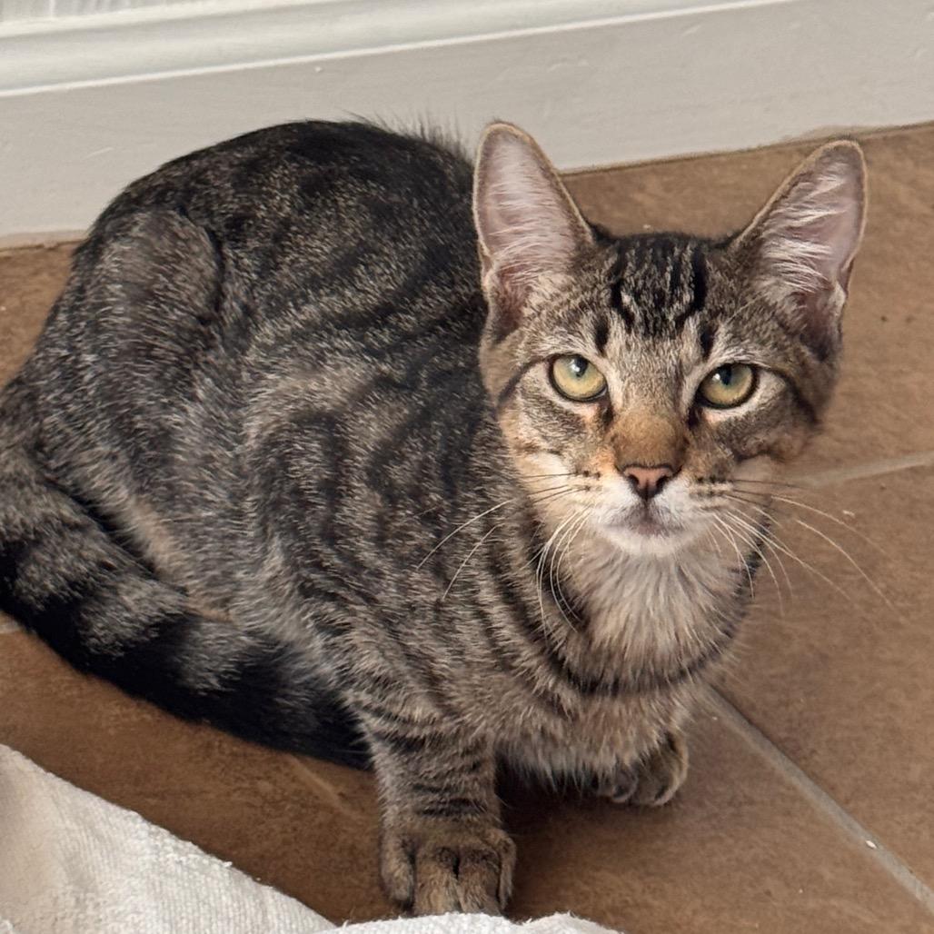 Enlarge Gwen, a Adopted Domestic Short Hair in TITUSVILLE, FL image 3/4