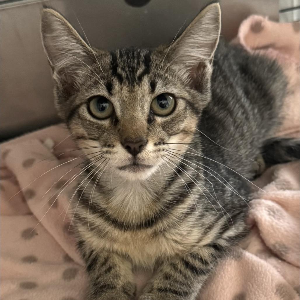 Gwen, a Adoptable Domestic Short Hair in TITUSVILLE, FL image 2/2