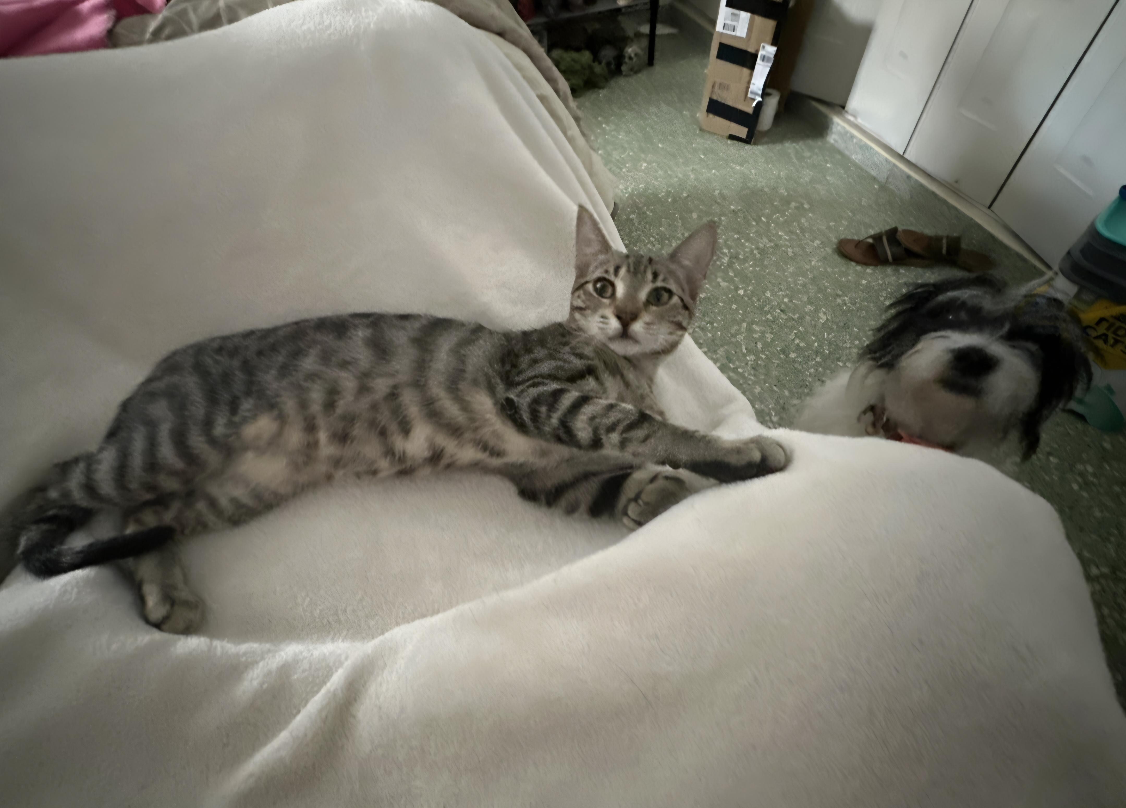 Enlarge Nala, a Adoptable mixed breed in Annapolis, MD image 2/5