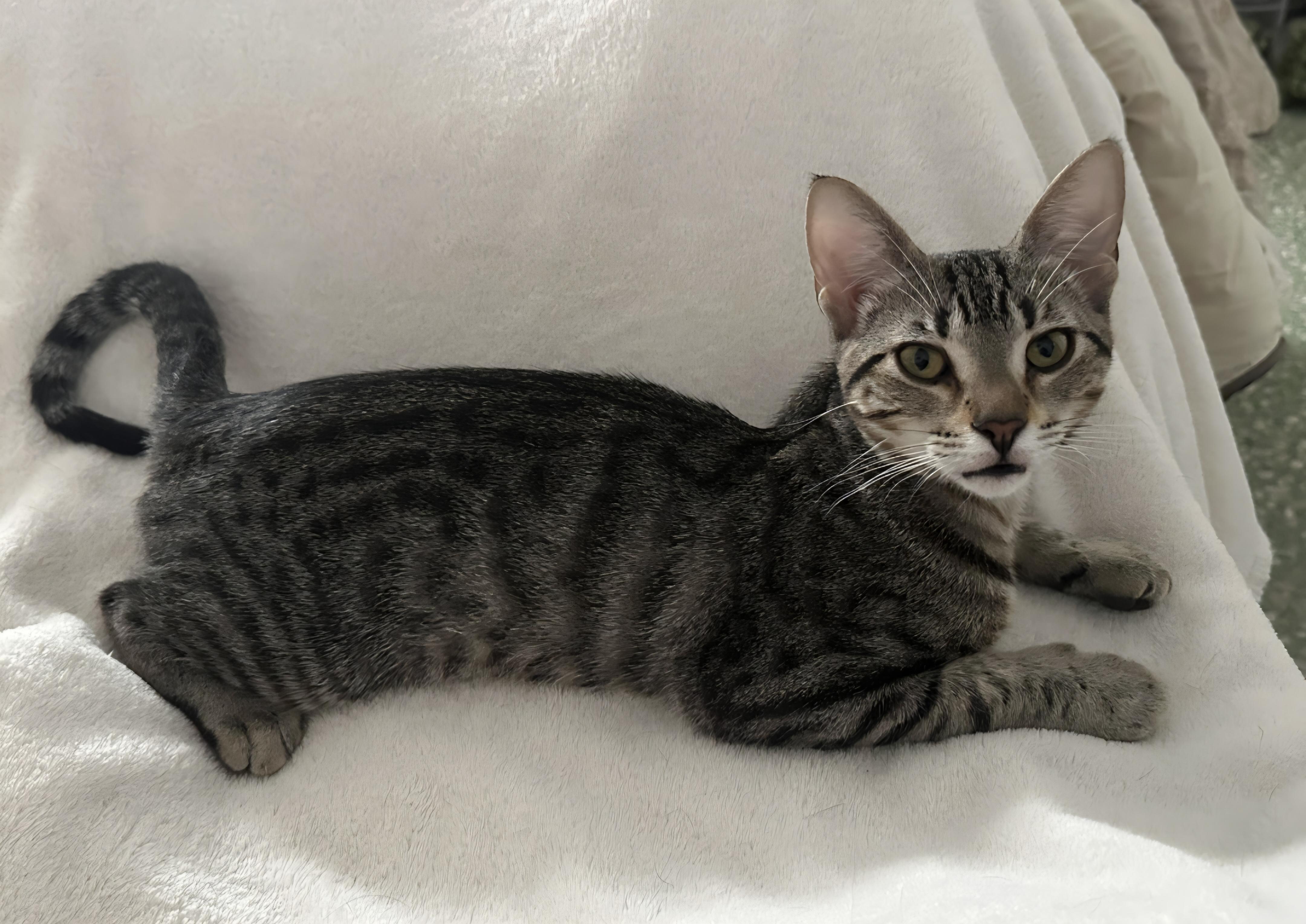 Enlarge Nala, a Adoptable mixed breed in Annapolis, MD image 5/5