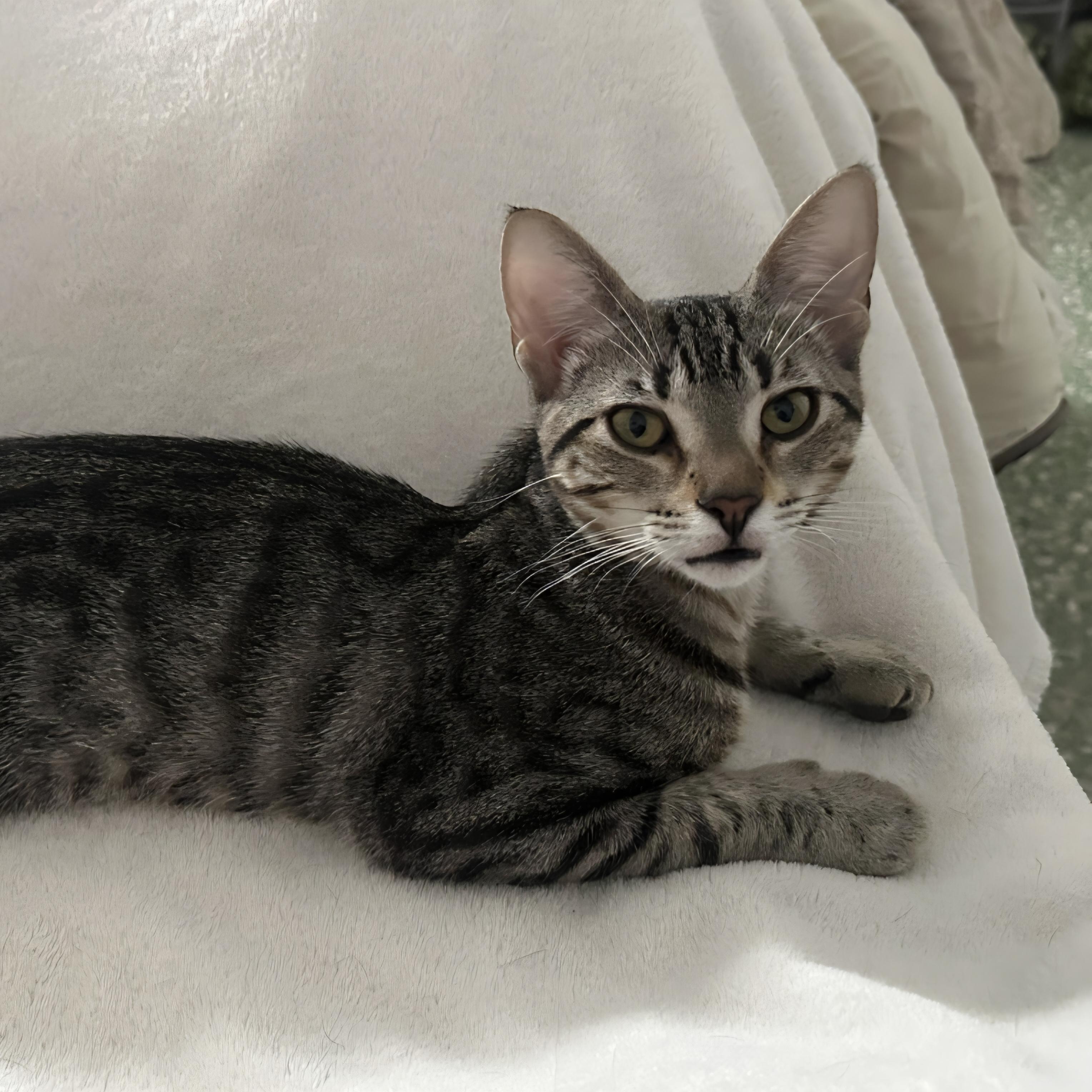 Nala, Adoptable, Kitten Female Tabby.
