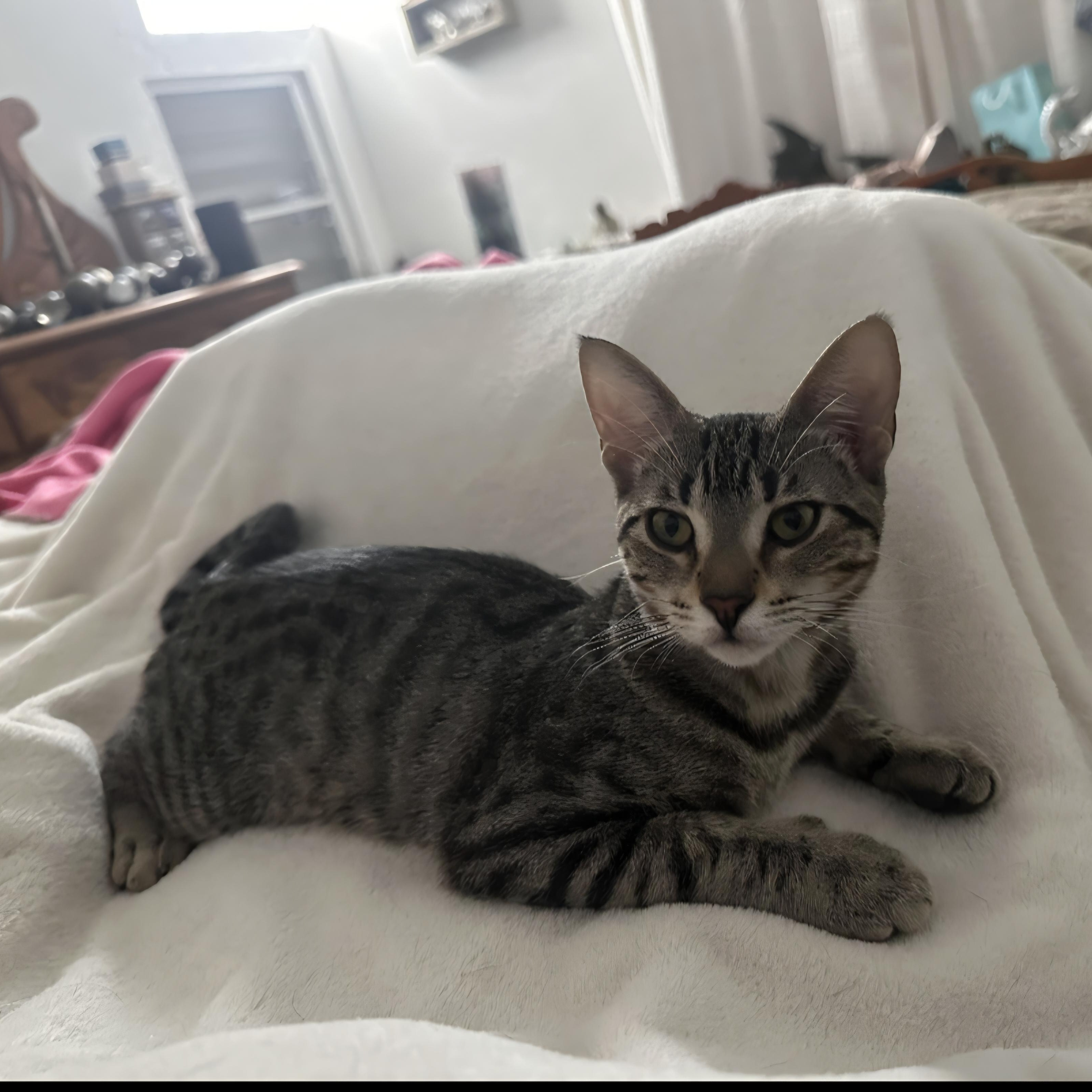 Enlarge Nala, a Adoptable mixed breed in Annapolis, MD image 3/5
