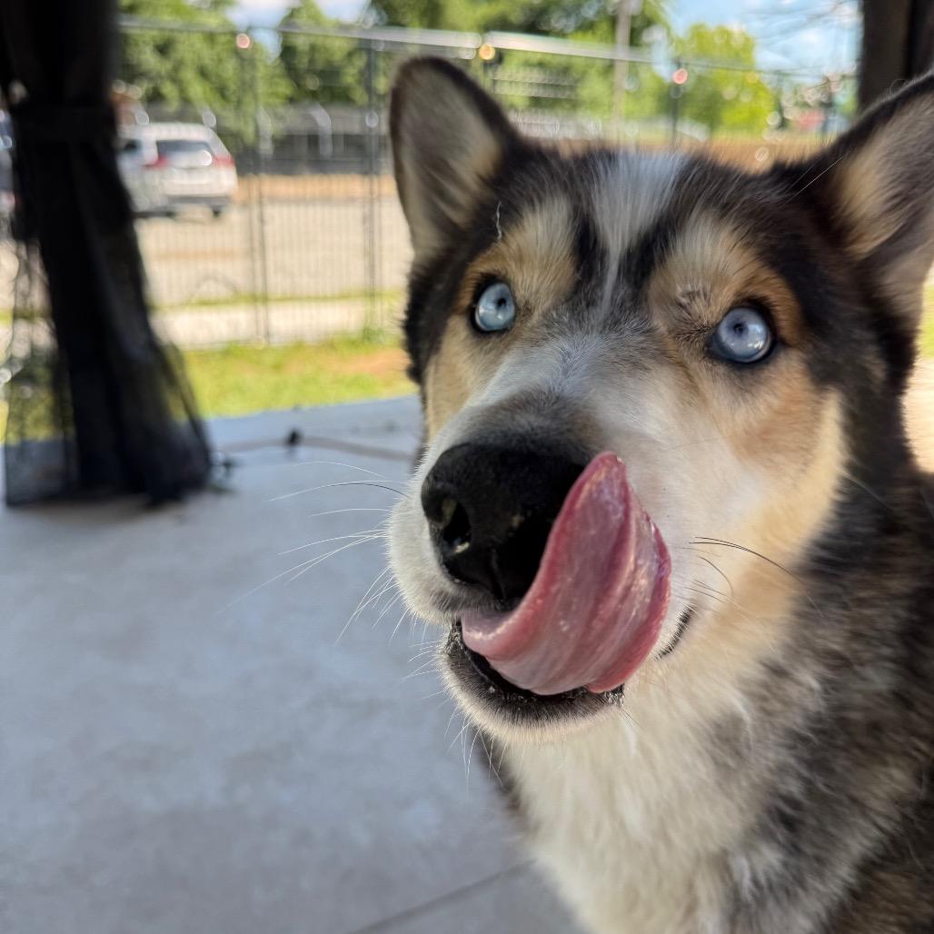Garfunkel, Adoptable, Adult Male Husky.