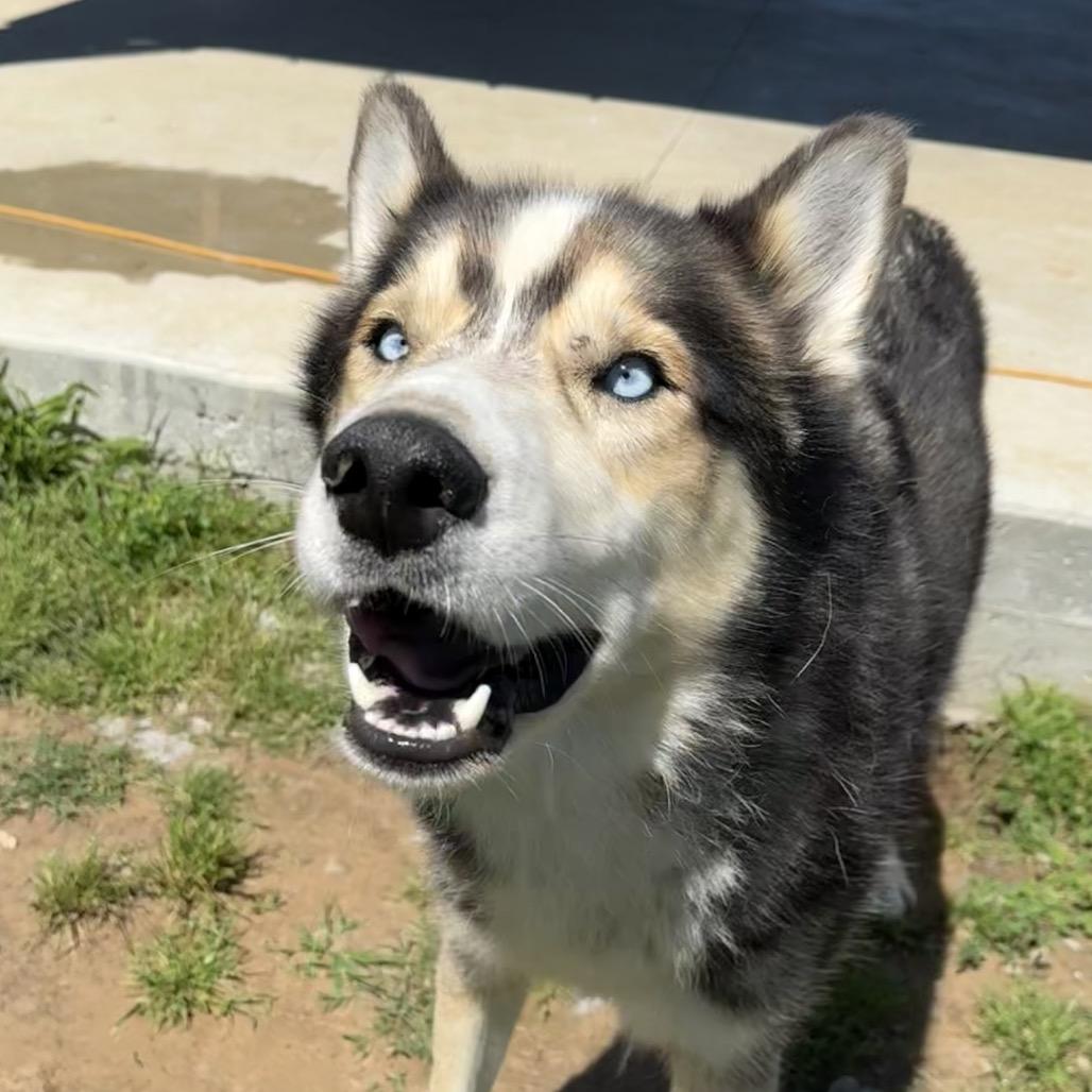 Enlarge Garfunkel, a Adoptable Husky in Eufaula, OK image 2/5
