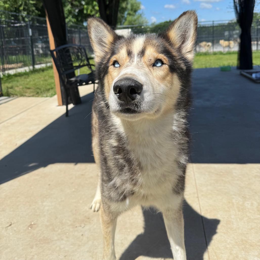 Enlarge Garfunkel, a Adoptable Husky in Eufaula, OK image 3/5