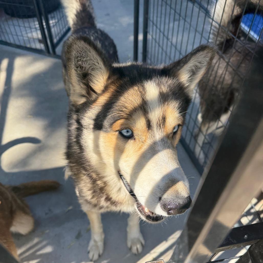 Enlarge Garfunkel, a Adoptable Husky in Eufaula, OK image 4/5