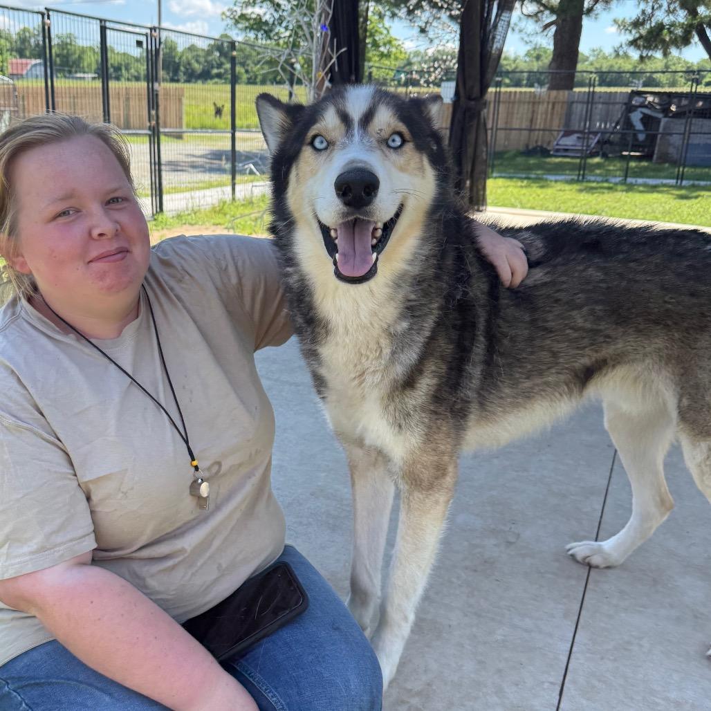 Enlarge Garfunkel, a Adoptable Husky in Eufaula, OK image 5/5