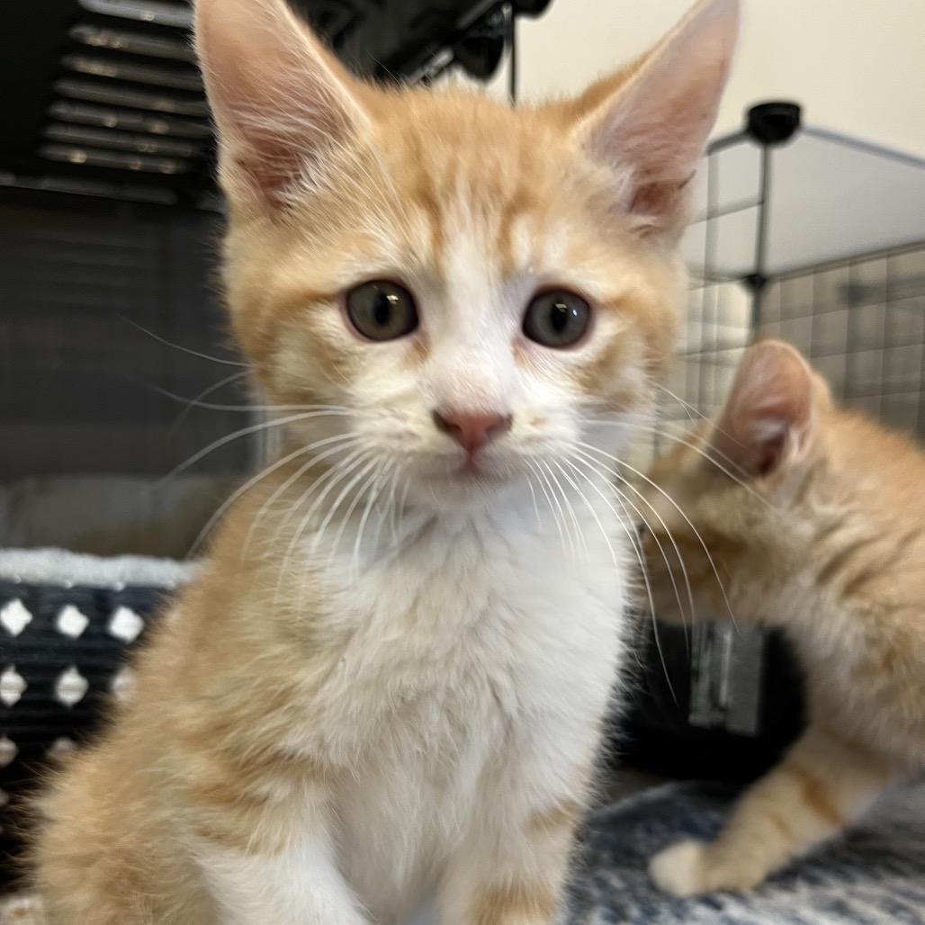 Enlarge Paul Simon, a Adoptable Domestic Short Hair in Baker City, OR image 1/1