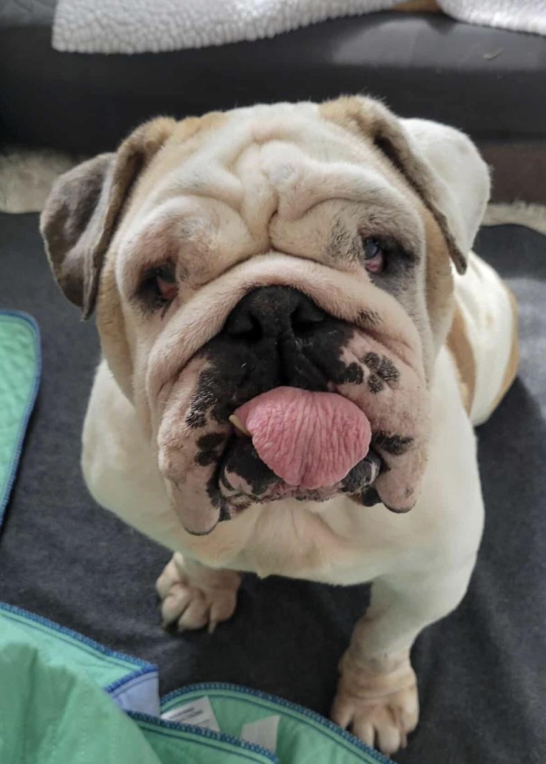 Dovie, Adoptable, Adult Female English Bulldog.