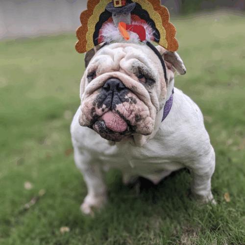 Enlarge Dovie, a Adoptable English Bulldog in Austin, TX image 1/5