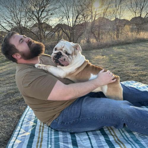 Enlarge Dovie, a Adoptable English Bulldog in Austin, TX image 2/5