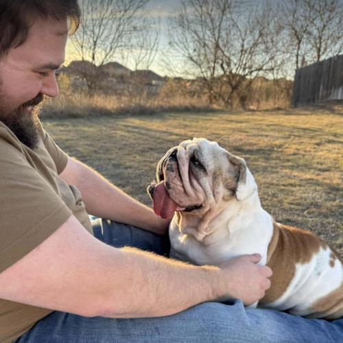 Enlarge Dovie, a Adoptable English Bulldog in Austin, TX image 3/5